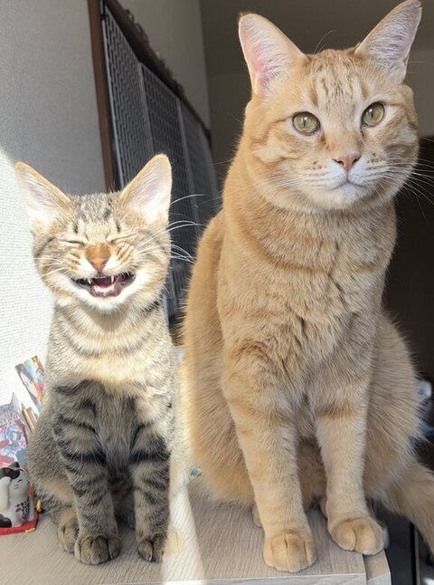 魚 おもちゃ サザエさん くわえた　猫　画像