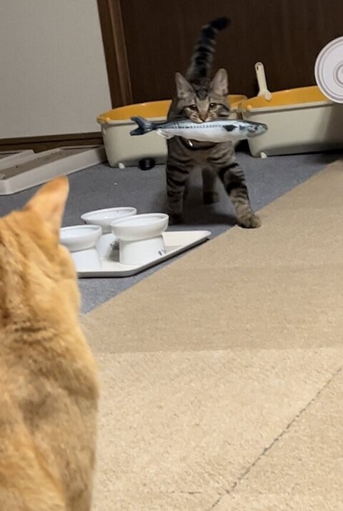 魚 おもちゃ サザエさん くわえた　猫　画像
