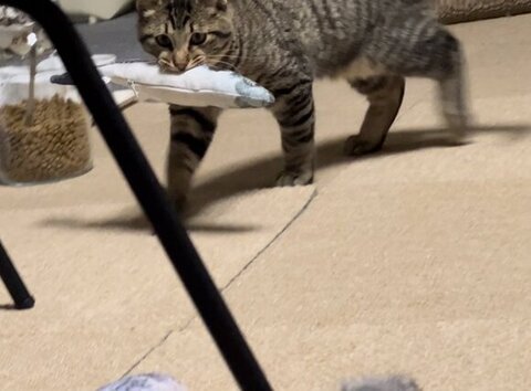 魚 おもちゃ サザエさん くわえた　猫　画像