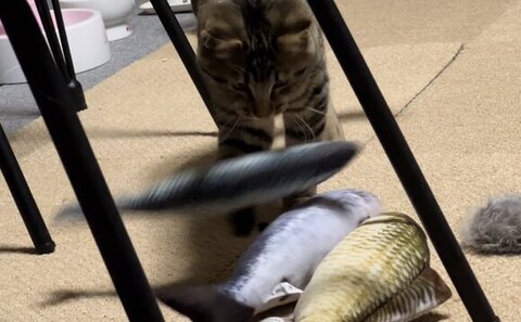 魚 おもちゃ サザエさん くわえた　猫　画像