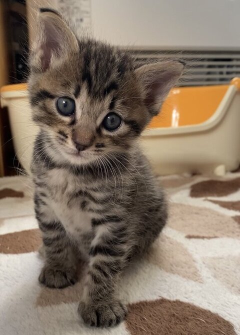 魚 おもちゃ サザエさん くわえた　猫　画像