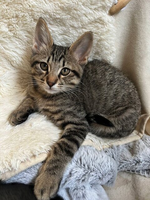 魚 おもちゃ サザエさん くわえた　猫　画像