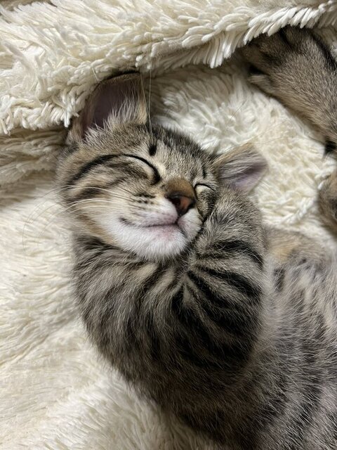 魚 おもちゃ サザエさん くわえた　猫　画像