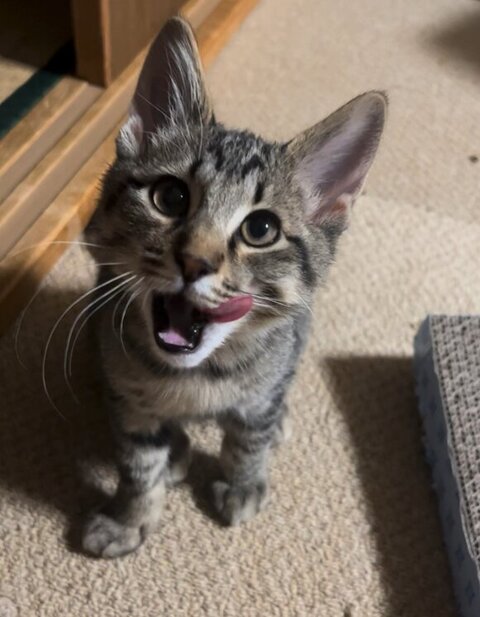 魚 おもちゃ サザエさん くわえた　猫　画像