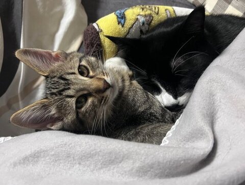 魚 おもちゃ サザエさん くわえた　猫　画像