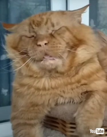 子猫　高齢　メインクーン　猫　動画