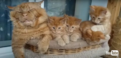 子猫　高齢　メインクーン　猫　動画