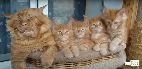 子猫　高齢　メインクーン　猫　動画