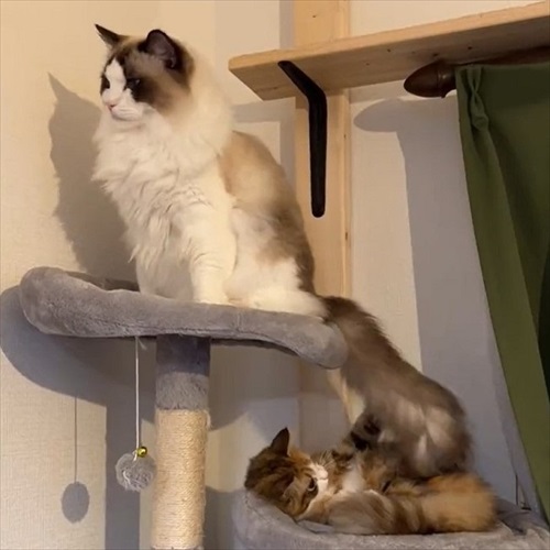 ノールックで赤子をあやす猫ちゃん