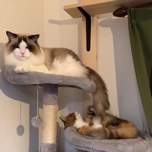 ノールックで赤子をあやす猫ちゃん