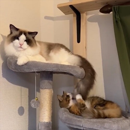 ノールックで赤子をあやす猫ちゃん