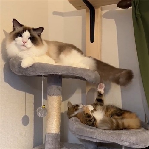 ノールックで赤子をあやす猫ちゃん