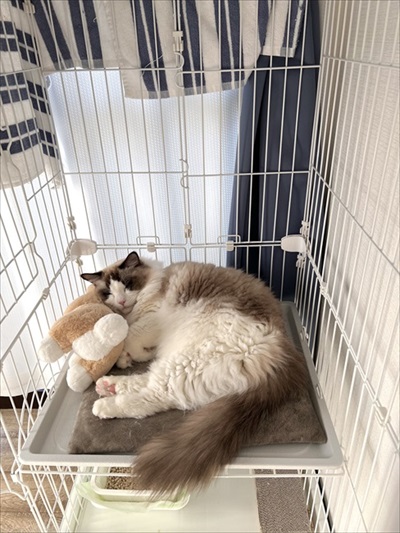 ノールックで赤子をあやす猫ちゃん