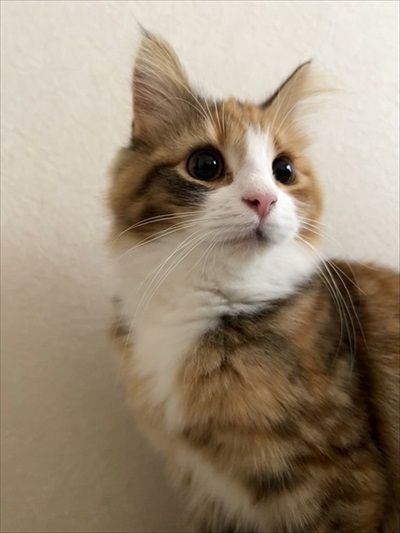 ノールックで赤子をあやす猫ちゃん