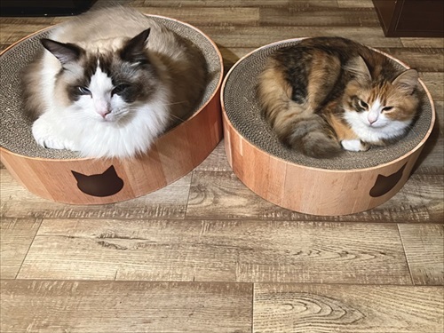 ノールックで赤子をあやす猫ちゃん