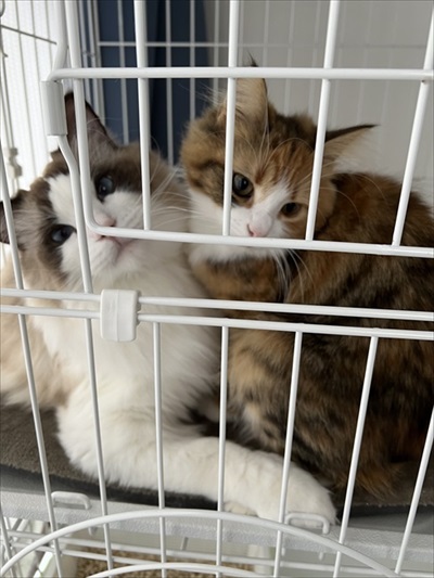 ノールックで赤子をあやす猫ちゃん