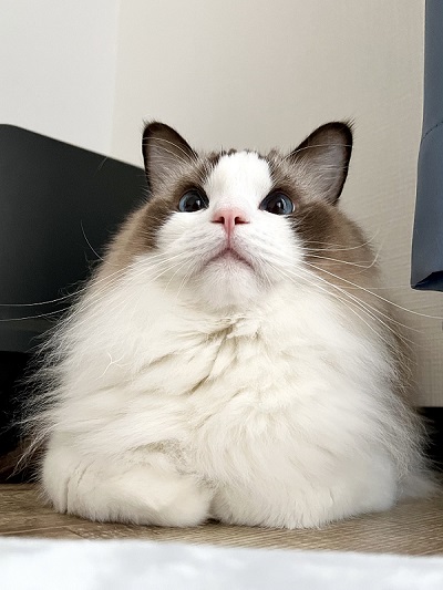 ノールックで赤子をあやす猫ちゃん