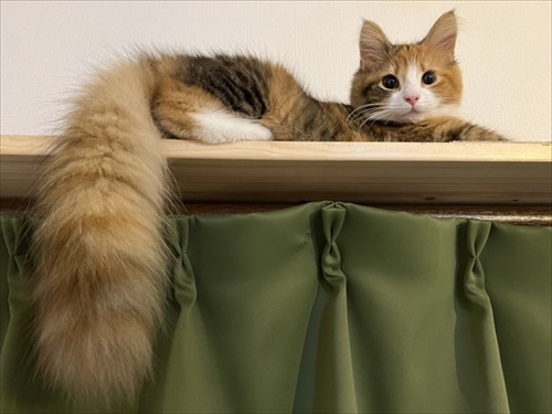 ノールックで赤子をあやす猫ちゃん