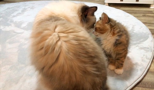 ノールックで赤子をあやす猫ちゃん