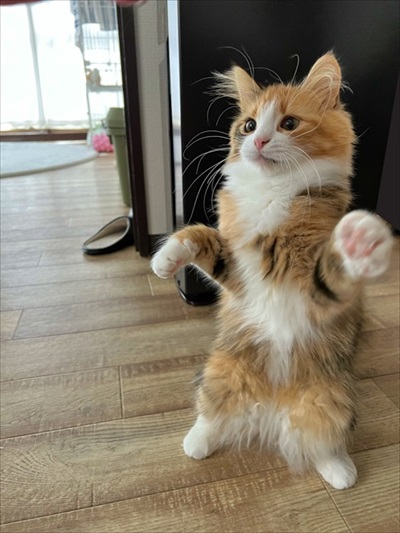 ノールックで赤子をあやす猫ちゃん