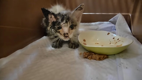 子猫 保護 オーレ ベトベト