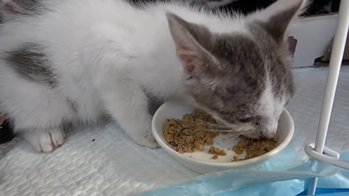 子猫 保護 オーレ ベトベト