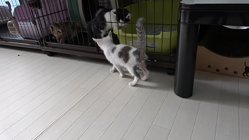 子猫 保護 オーレ ベトベト