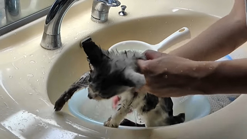 子猫 保護 オーレ ベトベト