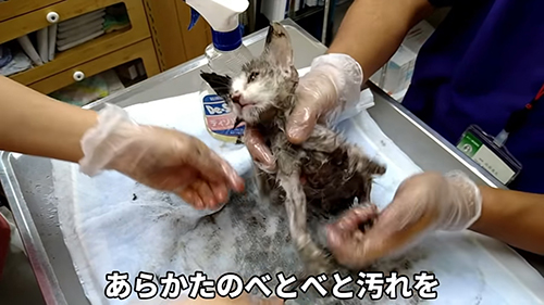 子猫 保護 オーレ ベトベト