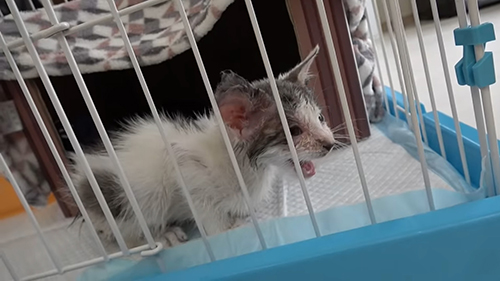 子猫 保護 オーレ ベトベト