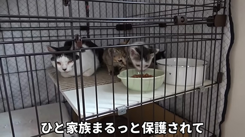 子猫 保護 オーレ ベトベト