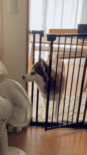 キッチンをキョロキョロ北斎くん