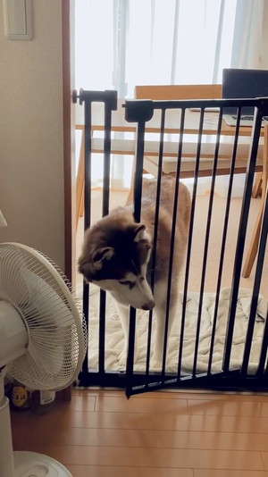 キッチンをキョロキョロ北斎くん