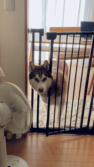 キッチンをキョロキョロ北斎くん