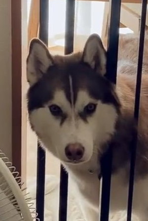 キッチンをキョロキョロ北斎くん