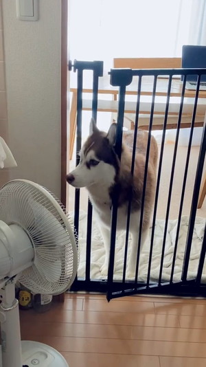 キッチンをキョロキョロ北斎くん