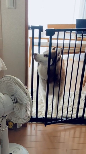 キッチンをキョロキョロ北斎くん