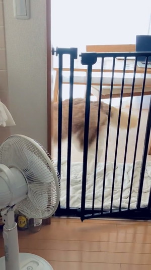 キッチンをキョロキョロ北斎くん