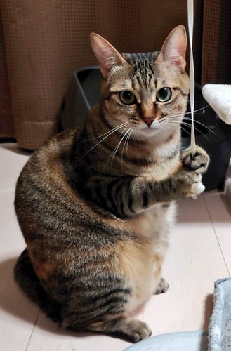 バッター猫ちゃん