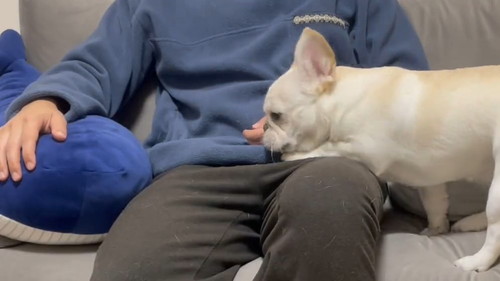 眠いとお膝に乗ってくるダルちゃん