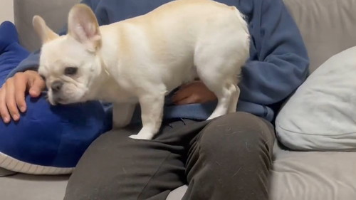 眠いとお膝に乗ってくるワンコ