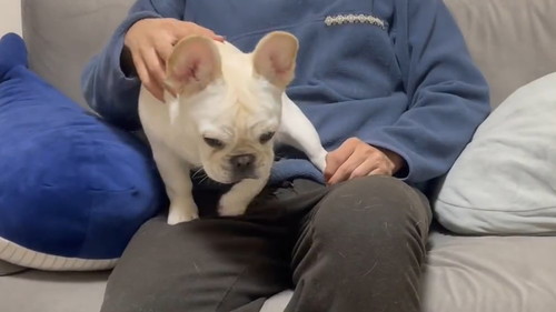 眠いとお膝に乗ってくるワンコ