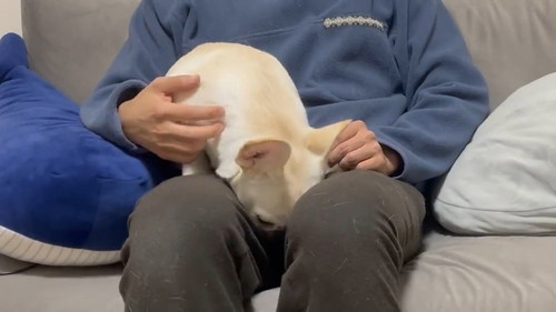 眠いとお膝に乗ってくるワンコ