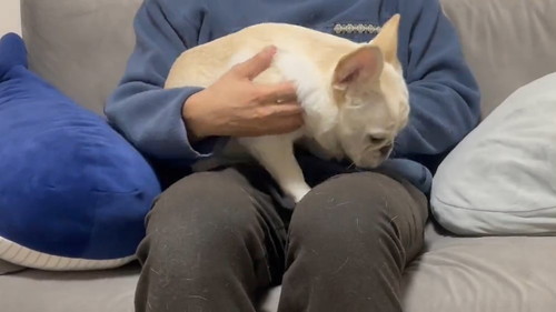 眠いとお膝に乗ってくるワンコ