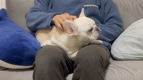 眠いとお膝に乗ってくるワンコ