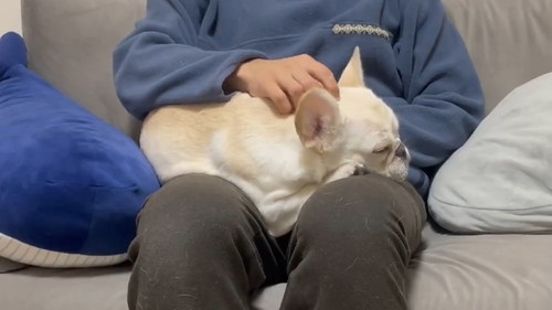 眠いとお膝に乗ってくるワンコ