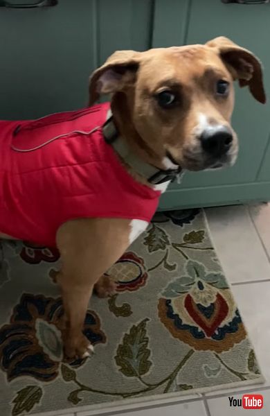 雪 犬 散歩 拒否