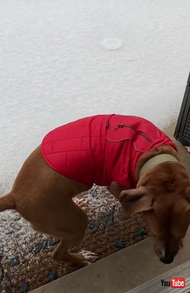 雪 犬 散歩 拒否
