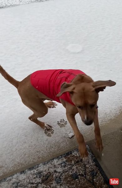 雪 犬 散歩 拒否