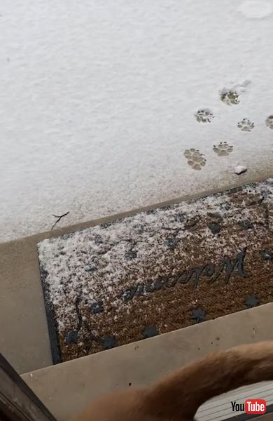 雪 犬 散歩 拒否